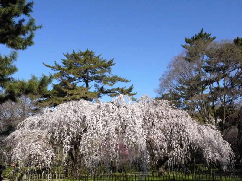 京都御苑