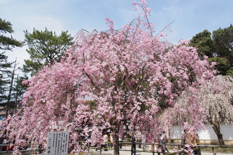 醍醐寺